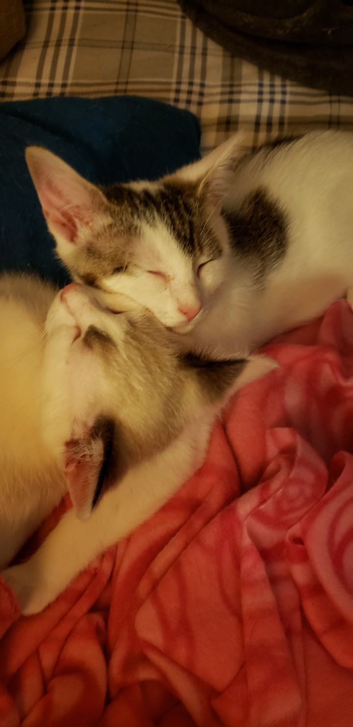 Spot and 7Spot cuddling