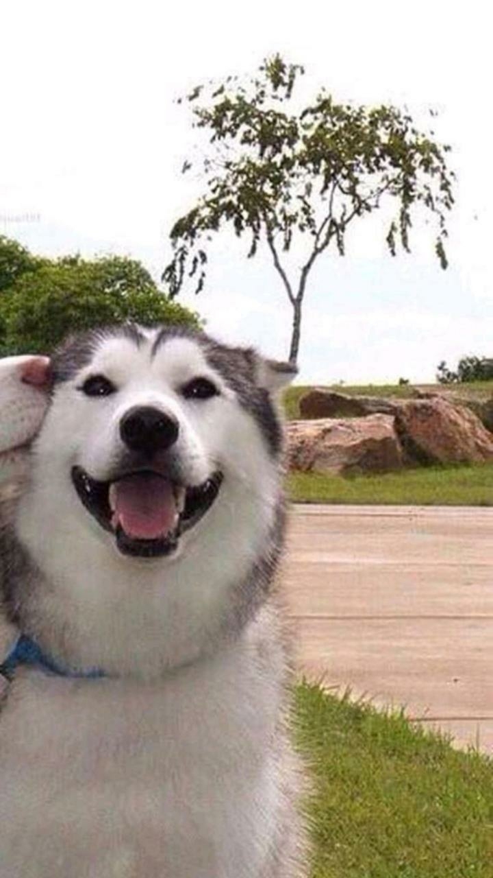 Cute Dog