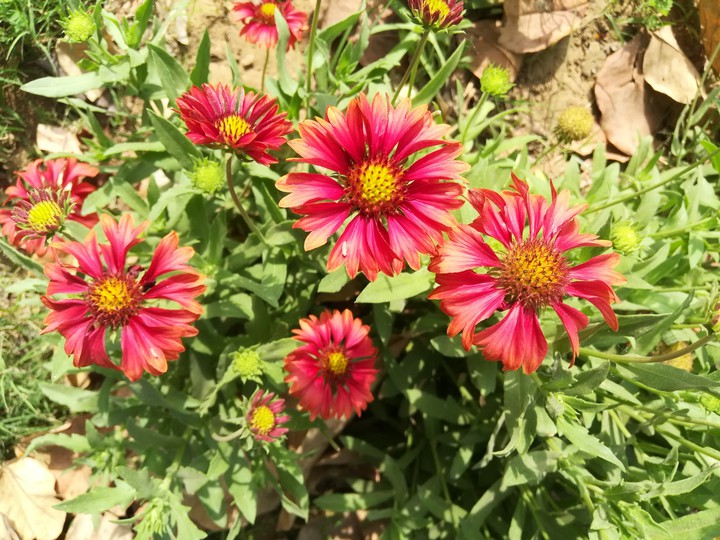 Gaillardia