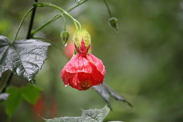 Dew drops