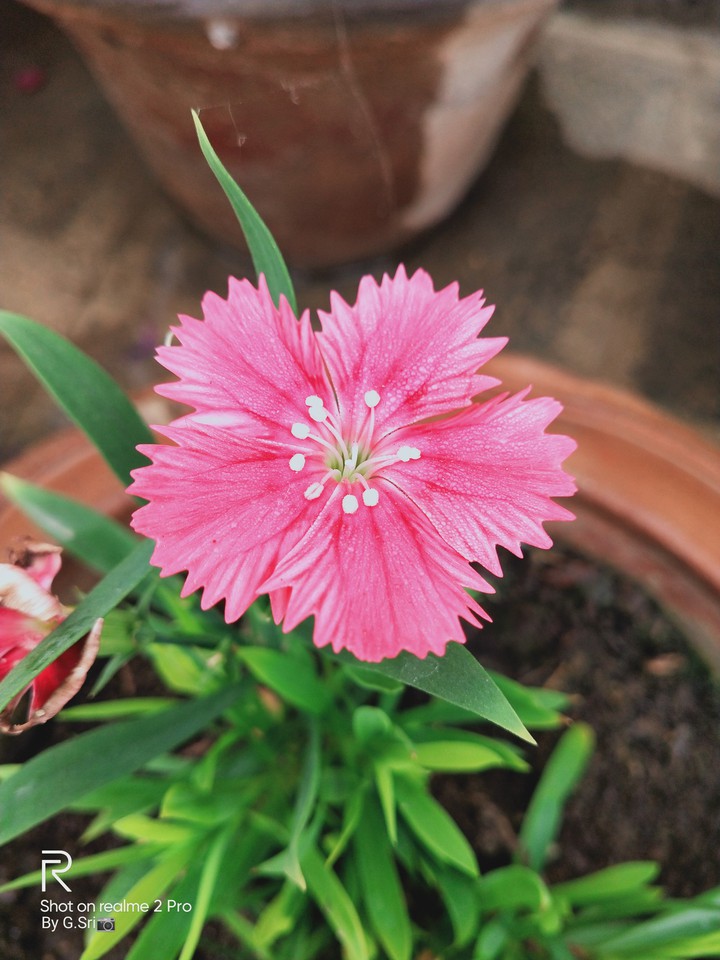 pink flowers