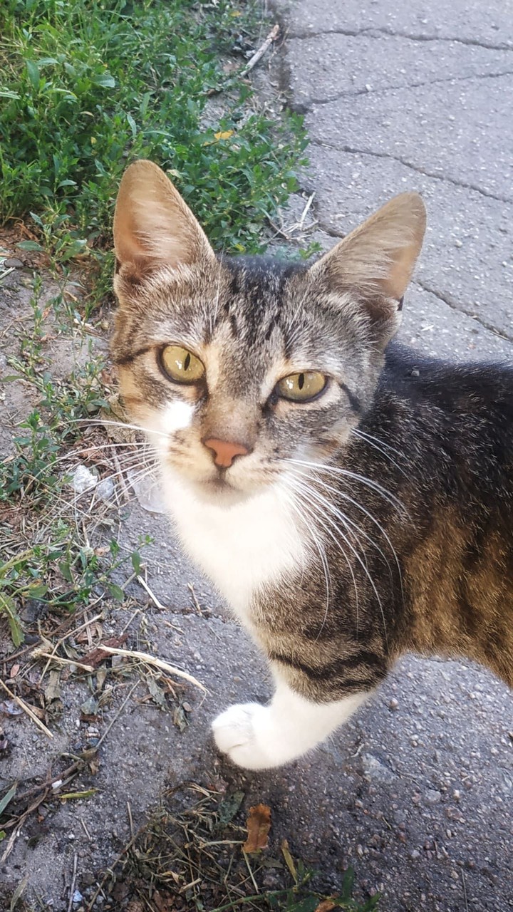 cat