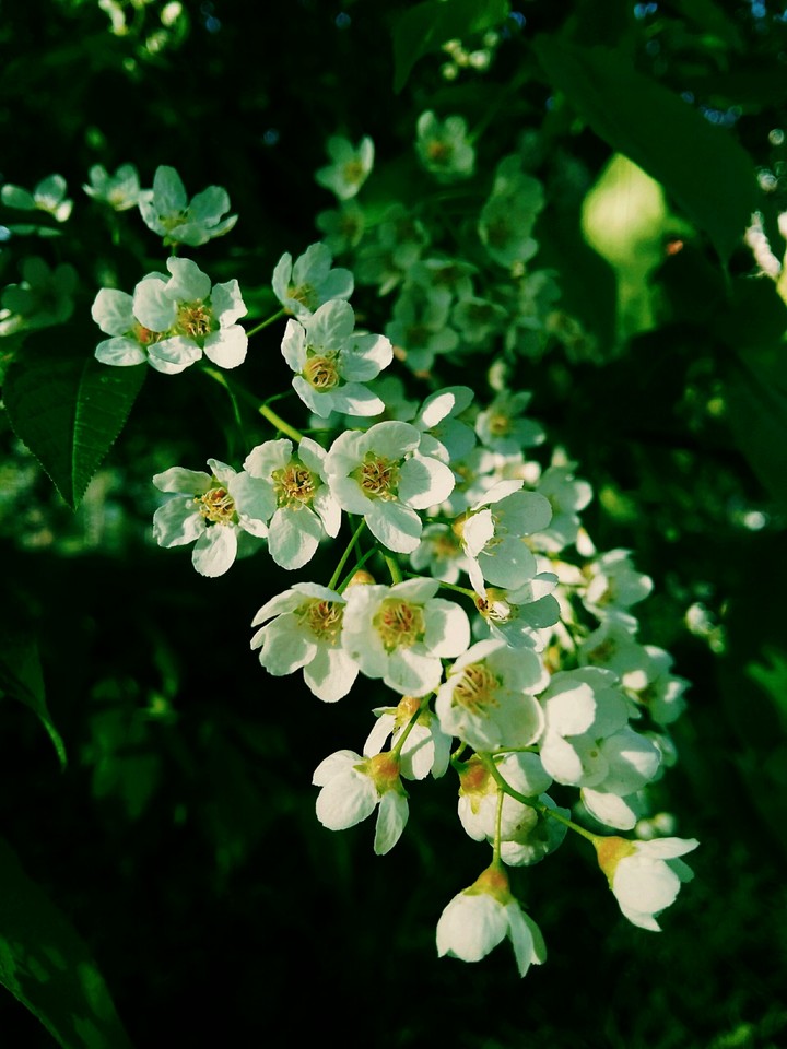 #flowers