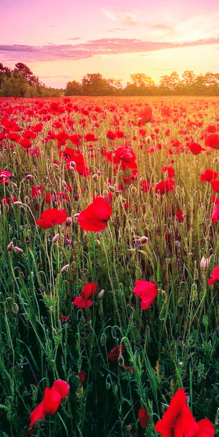 poppy