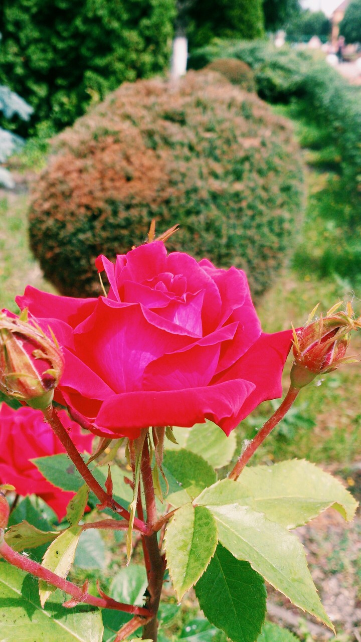 rose