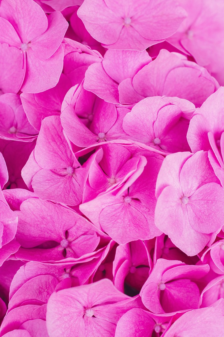 Hydrangea Pink Inflorescence