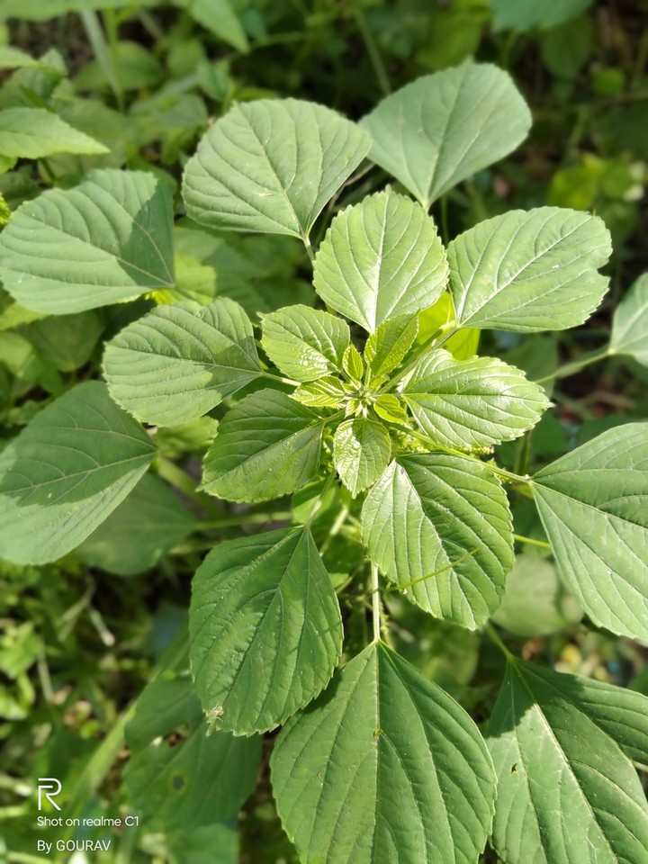 nature