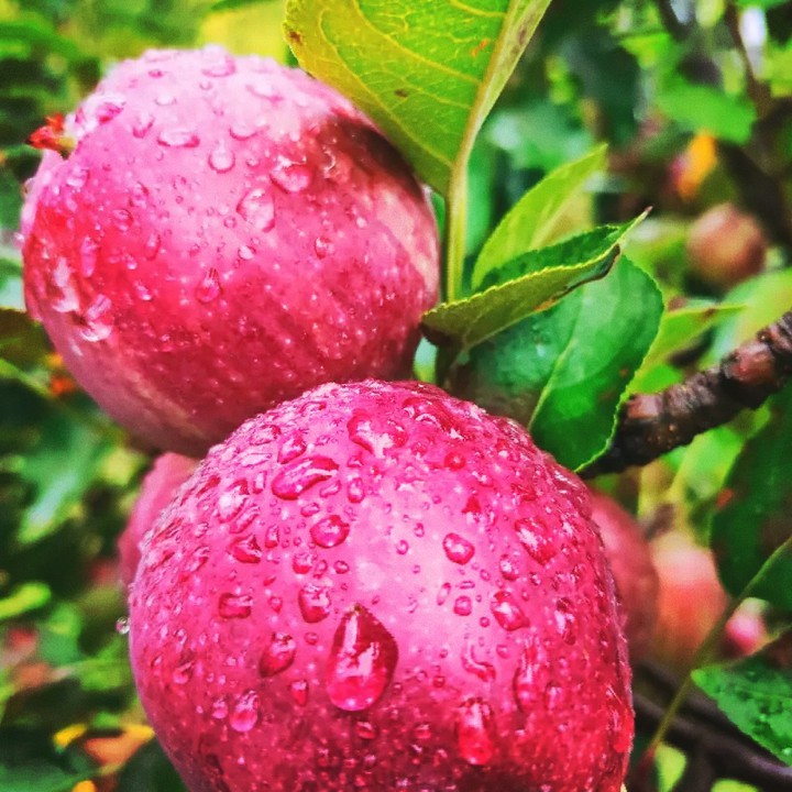 red apple