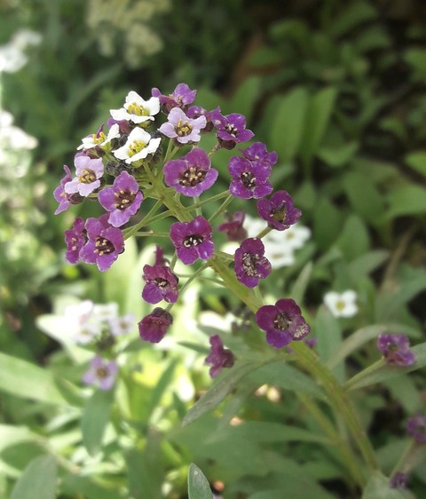 alyssum, wallflower壁紙