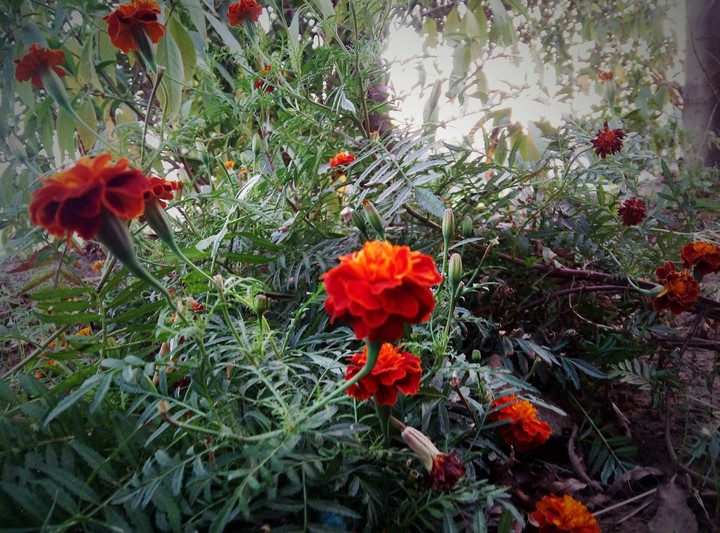 Flowers  looking out
