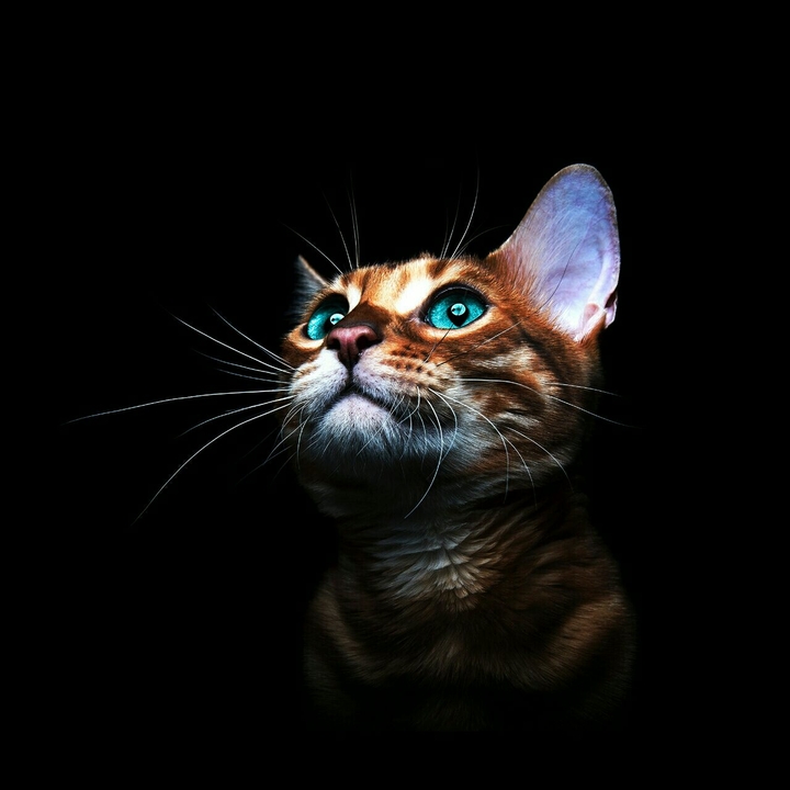 Tiere