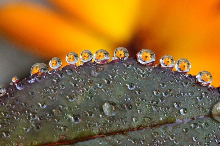 Tautropfen