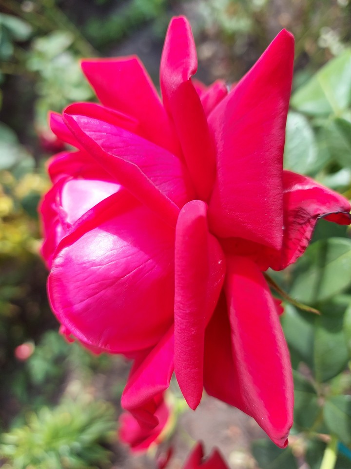 rose ?