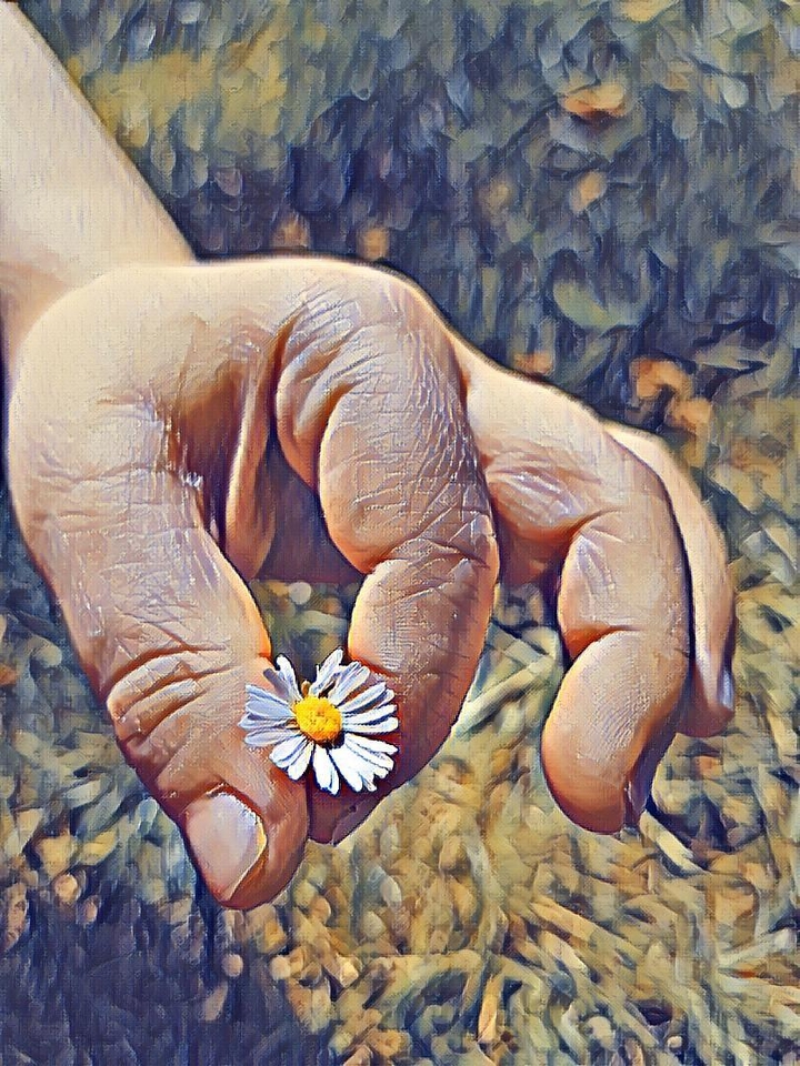 Gänseblümchen