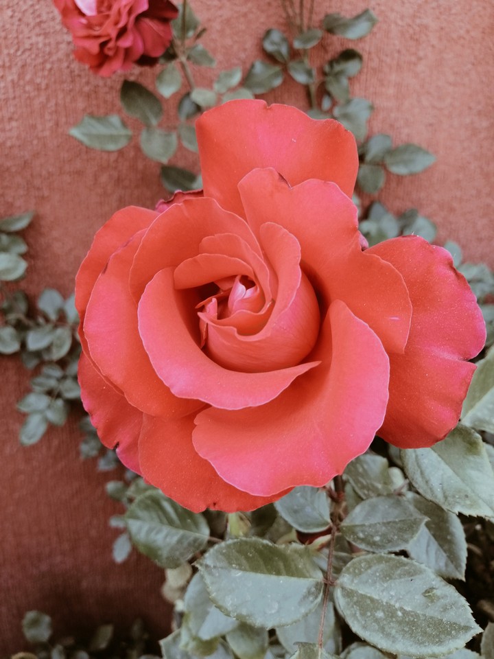 Rosa.