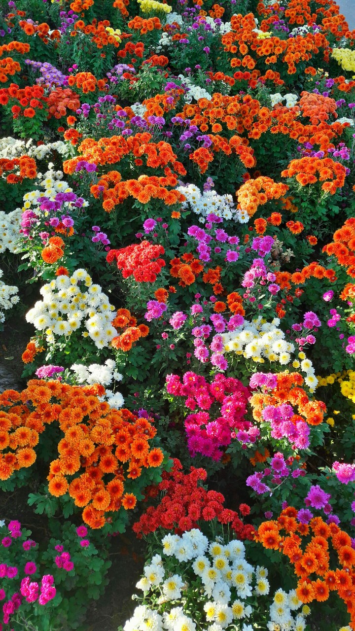 flowers