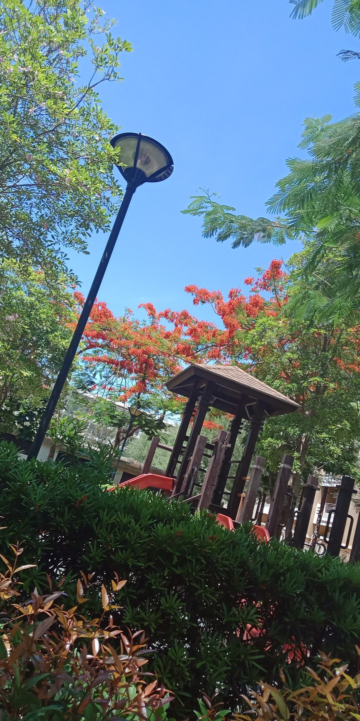 fire tree✨