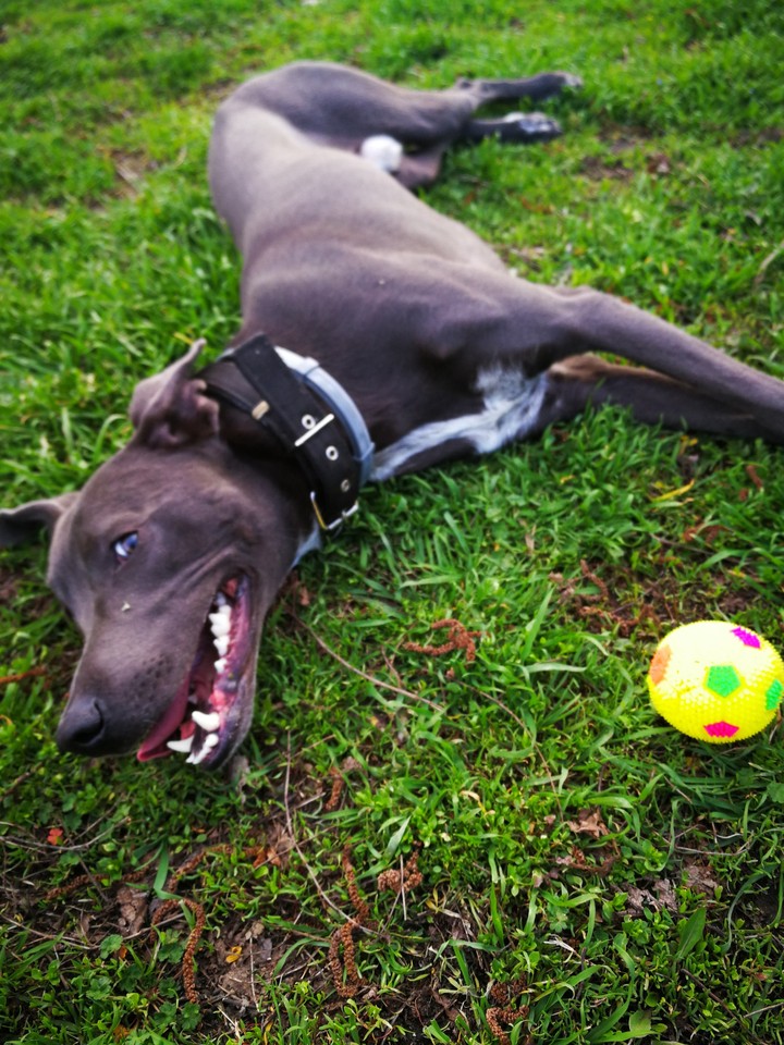Tired dog = happy dog