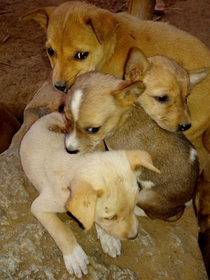 cute newborn street puppies