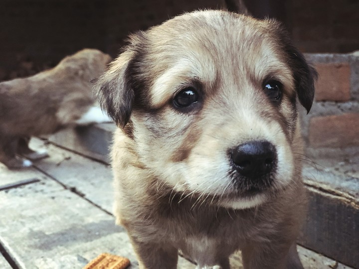 Cute Dog