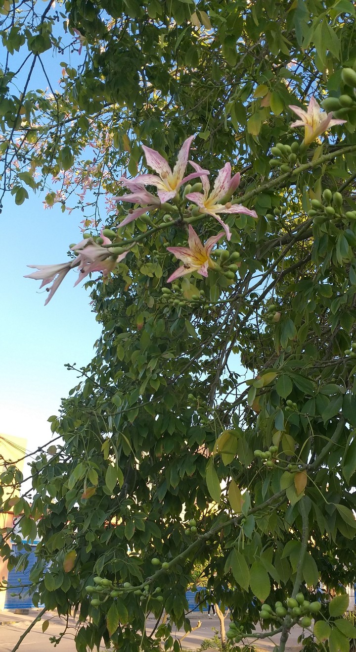 summer tree