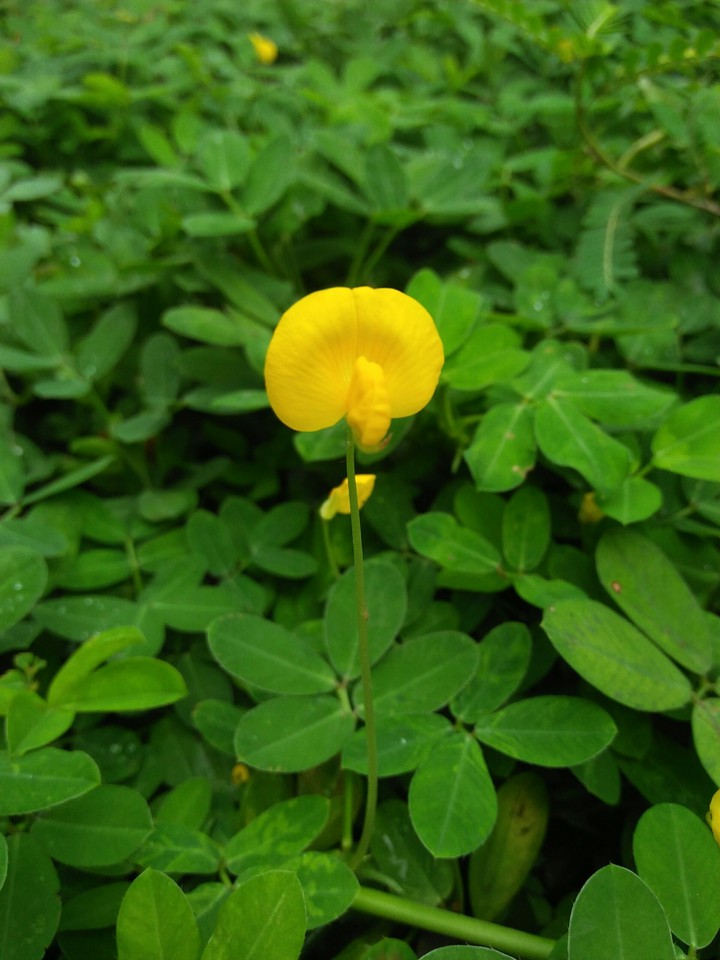 A little flower.