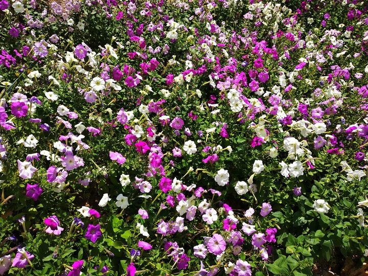 flowers