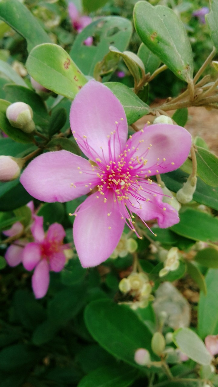 Rhodomyrtus tomentosa