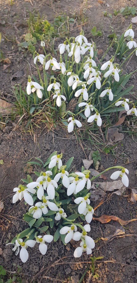spring