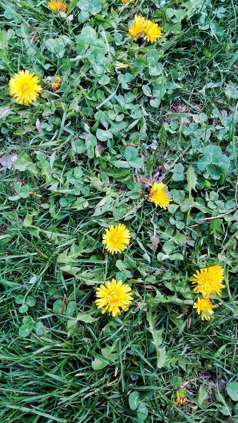 Yellow flowers