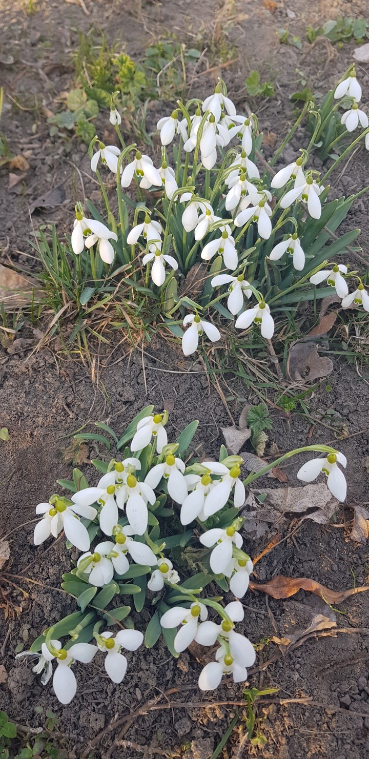 spring