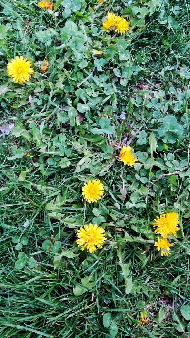 Yellow flowers