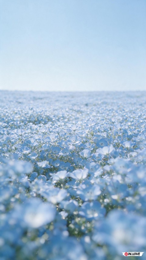 Nemophila field