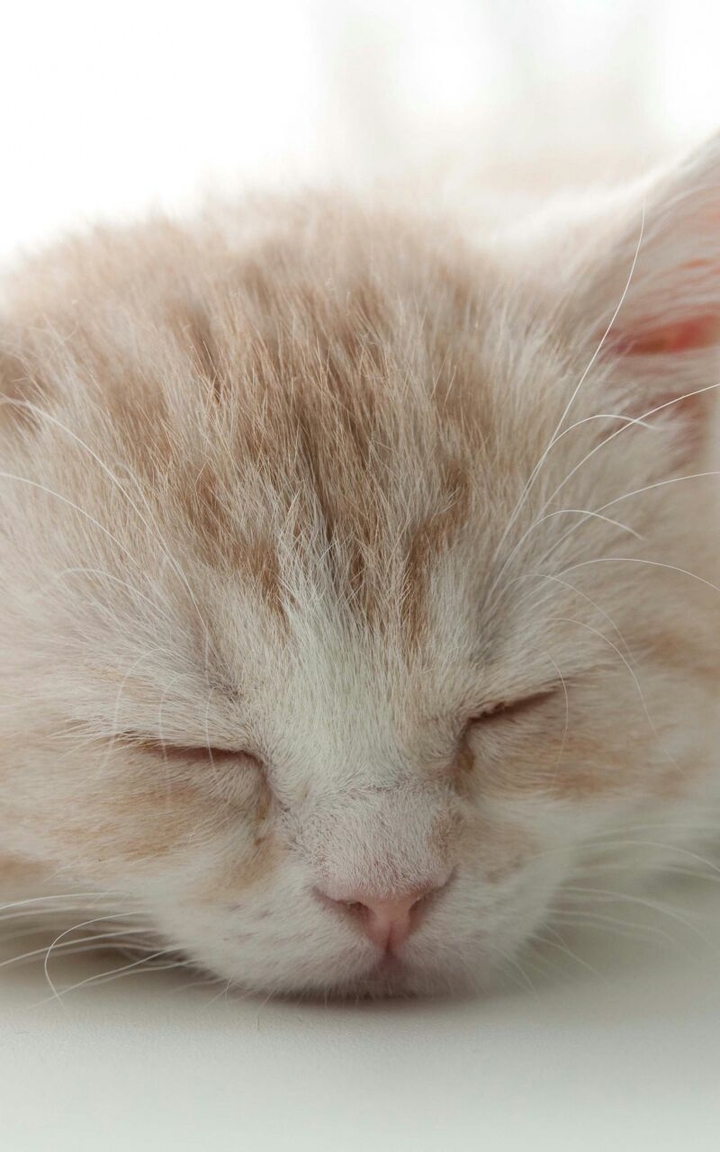 kitten