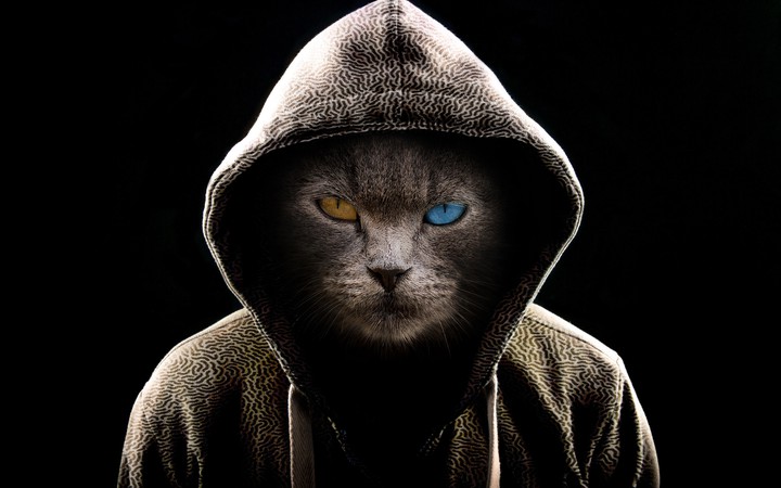 Un regard de chat