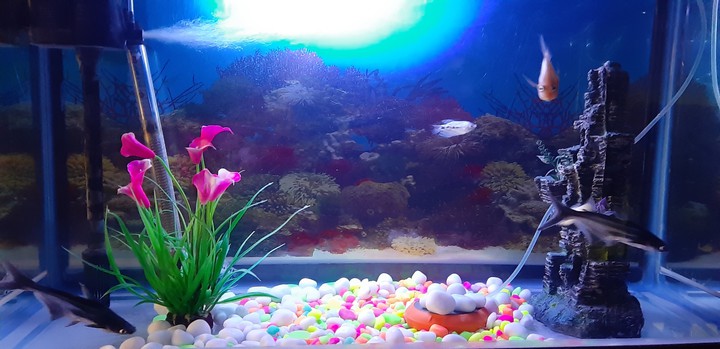 Fish