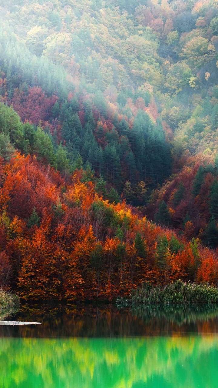 Bosque