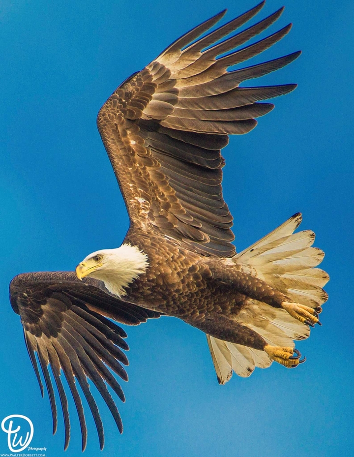Bird's