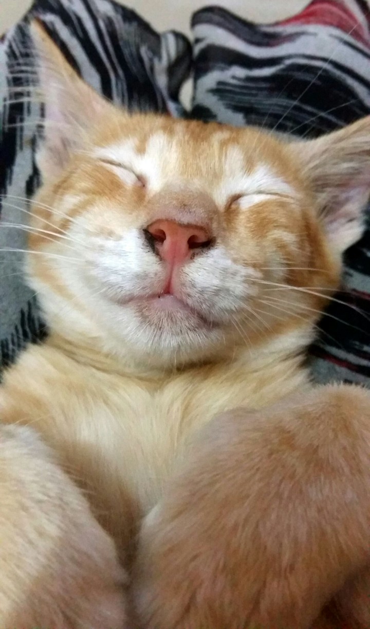Baby Kitty