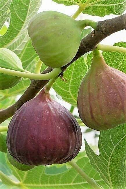 fig