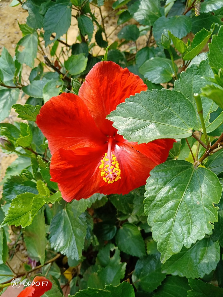 Flower