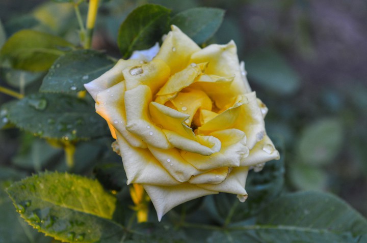 the rose