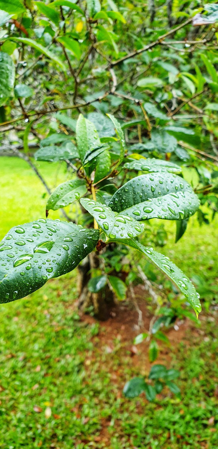 A Normal Rainy Day