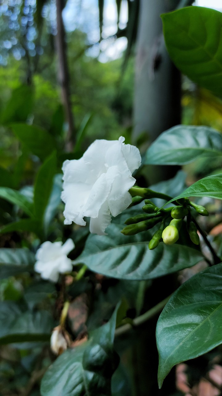 flower