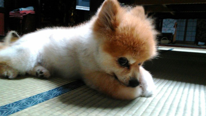 pomeranian
