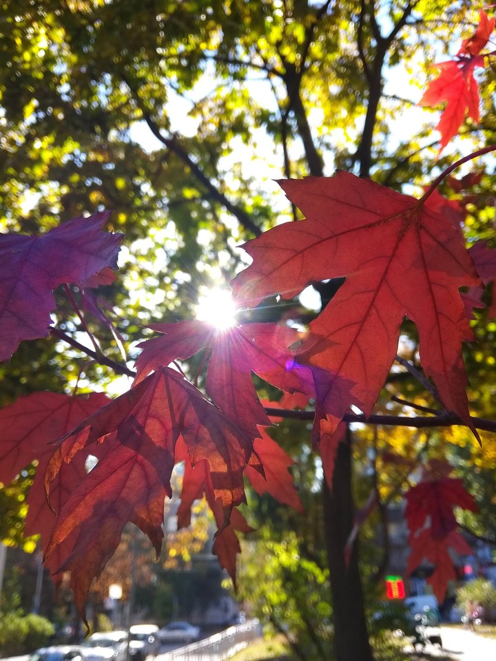 sun