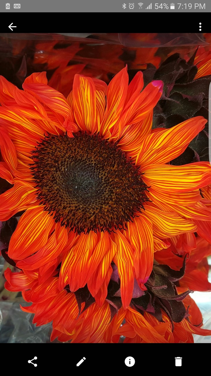 nature beauty