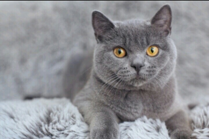This is a British cat.