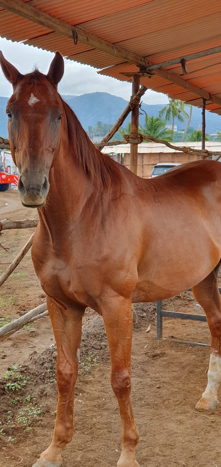 horse