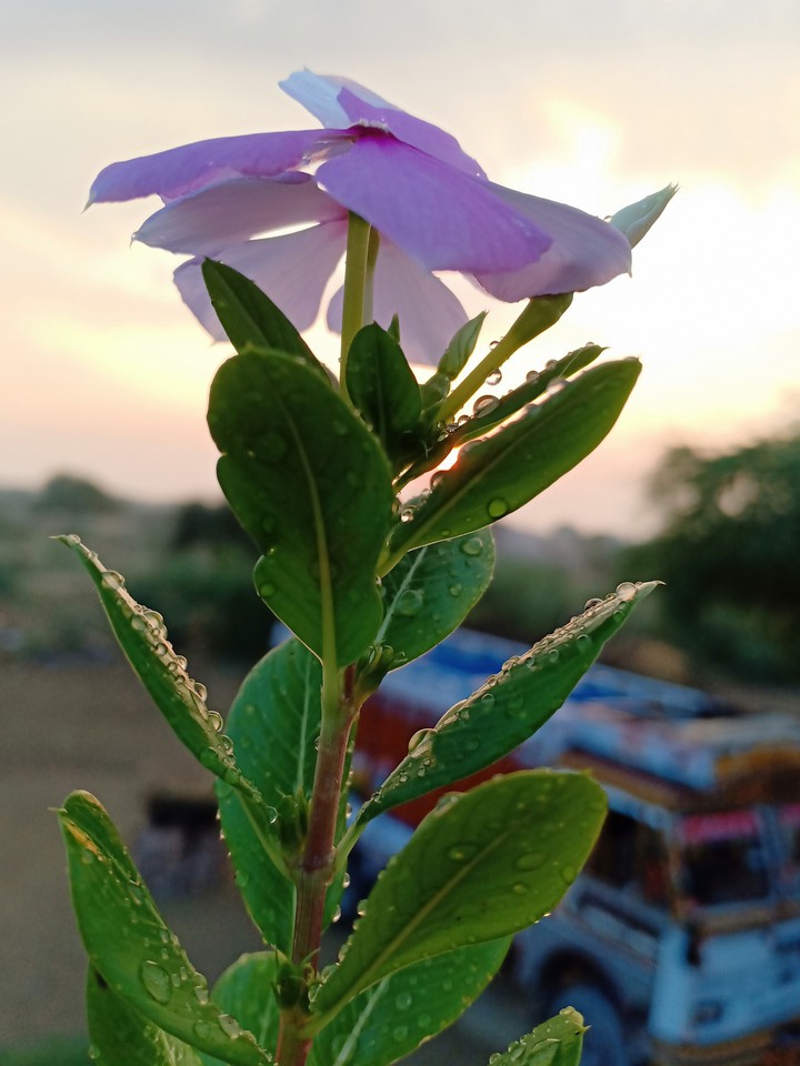 my garden